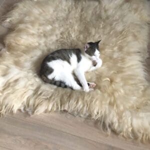 Vegetarisch gevilte vachten